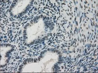 Anti-DHFR antibody [3A11] used in IHC (Paraffin sections) (IHC-P). GTX84618