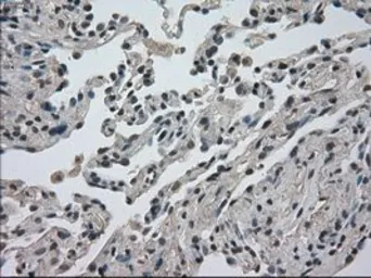 Anti-DHFR antibody [3A11] used in IHC (Paraffin sections) (IHC-P). GTX84618