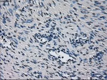 Anti-CYP2E1 antibody [5F11] used in IHC (Paraffin sections) (IHC-P). GTX84634
