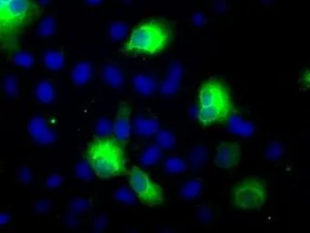 Anti-CYP2E1 antibody [9E6] used in Immunocytochemistry/ Immunofluorescence (ICC/IF). GTX84635
