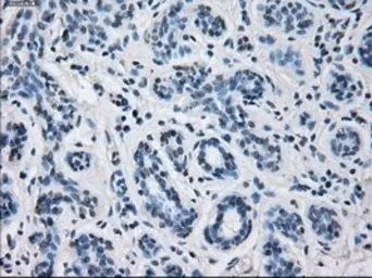 Anti-CYP2E1 antibody [9E6] used in IHC (Paraffin sections) (IHC-P). GTX84635