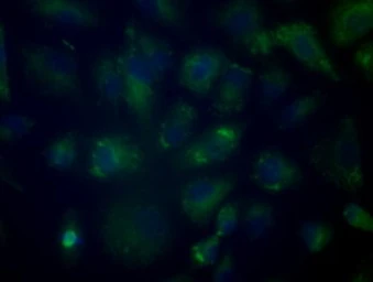 Anti-CYP1A2 antibody [15E2] used in Immunocytochemistry/ Immunofluorescence (ICC/IF). GTX84638