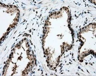 Anti-CYP1A2 antibody [15E2] used in IHC (Paraffin sections) (IHC-P). GTX84638