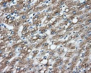 Anti-CYP1A2 antibody [15E2] used in IHC (Paraffin sections) (IHC-P). GTX84638