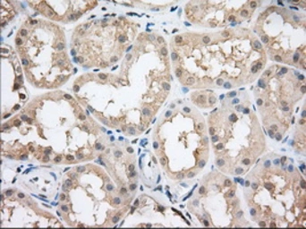 Anti-CYP1A2 antibody [7D12] used in IHC (Paraffin sections) (IHC-P). GTX84643