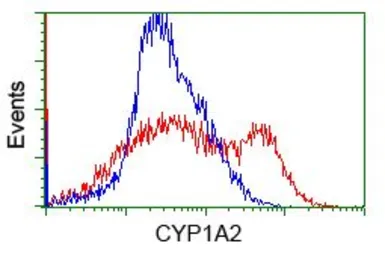Anti-CYP1A2 antibody [7D12] used in Flow cytometry (FCM). GTX84643