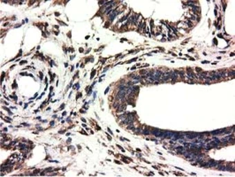 Anti-CYB5R3 antibody [2A10] used in IHC (Paraffin sections) (IHC-P). GTX84646