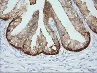 Anti-CRYM antibody [1B5] used in IHC (Paraffin sections) (IHC-P). GTX84655