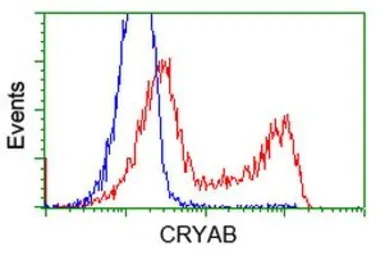 Anti-alpha B Crystallin antibody [6D11] used in Flow cytometry (FCM). GTX84657