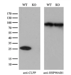 Anti-CLPP antibody [1D8] used in Western Blot (WB). GTX84679
