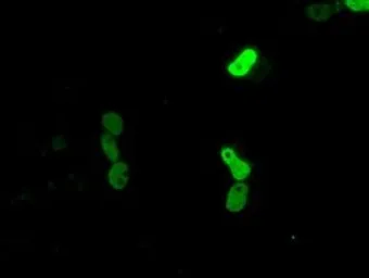 Anti-CUGBP1 antibody [5B8] used in Immunocytochemistry/ Immunofluorescence (ICC/IF). GTX84692
