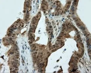 Anti-CUGBP1 antibody [5B8] used in IHC (Paraffin sections) (IHC-P). GTX84692