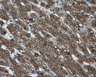 Anti-CUGBP1 antibody [5B8] used in IHC (Paraffin sections) (IHC-P). GTX84692