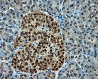 Anti-CUGBP1 antibody [5B8] used in IHC (Paraffin sections) (IHC-P). GTX84692