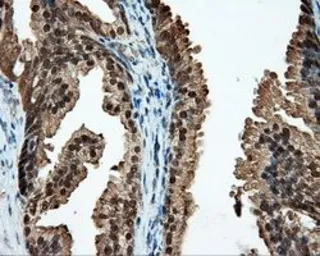 Anti-CUGBP1 antibody [5B8] used in IHC (Paraffin sections) (IHC-P). GTX84692