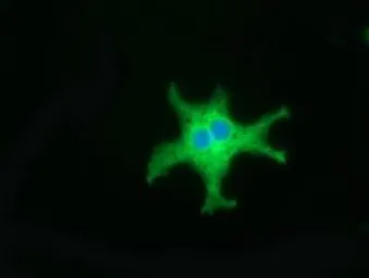 Anti-CD80 antibody [2B11] used in Immunocytochemistry/ Immunofluorescence (ICC/IF). GTX84701