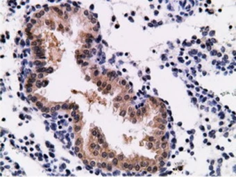 Anti-CD80 antibody [2B11] used in IHC (Paraffin sections) (IHC-P). GTX84701