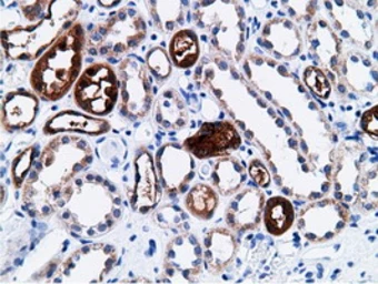 Anti-CD80 antibody [2B11] used in IHC (Paraffin sections) (IHC-P). GTX84701