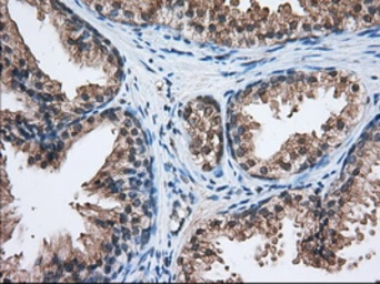 Anti-C17orf28 antibody [2F4] used in IHC (Paraffin sections) (IHC-P). GTX84750