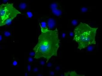 Anti-BTN3A2 antibody [1A6] used in Immunocytochemistry/ Immunofluorescence (ICC/IF). GTX84773