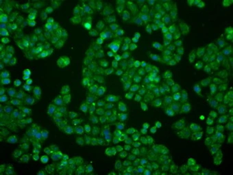 Anti-BTN3A2 antibody [1A6] used in Immunocytochemistry/ Immunofluorescence (ICC/IF). GTX84773