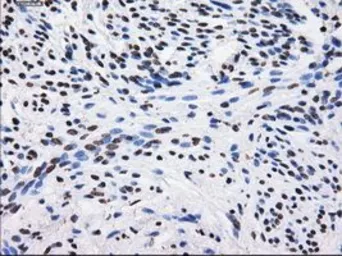 Anti-BTN3A2 antibody [1A6] used in IHC (Paraffin sections) (IHC-P). GTX84773