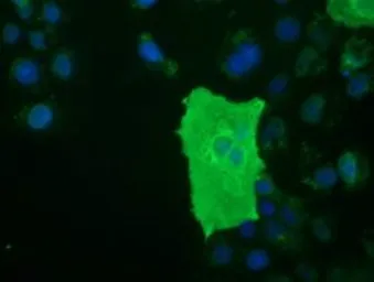 Anti-BTN1A1 antibody [7B5] used in Immunocytochemistry/ Immunofluorescence (ICC/IF). GTX84781