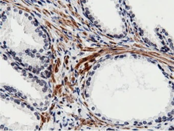 Anti-BTN1A1 antibody [7B5] used in IHC (Paraffin sections) (IHC-P). GTX84781