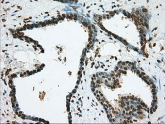 Anti-CD147 antibody [4E4] used in IHC (Paraffin sections) (IHC-P). GTX84798