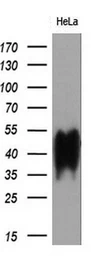 Anti-CD147 antibody [4E4] used in Western Blot (WB). GTX84798