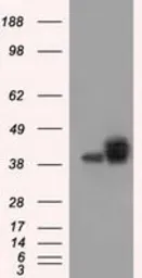 Anti-CD147 antibody [4E4] used in Western Blot (WB). GTX84798