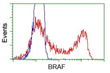 Anti-B-Raf antibody [1E2] used in Flow cytometry (FCM). GTX84806