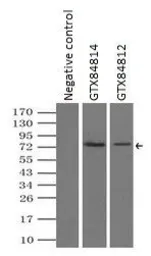 Anti-B-Raf antibody [3A7] used in Immunoprecipitation (IP). GTX84812