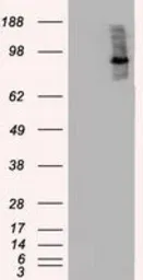 Anti-B-Raf antibody [3A7] used in Western Blot (WB). GTX84812