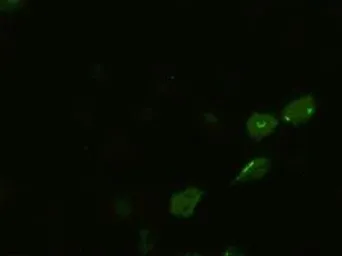 Anti-BMP4 antibody [6B7] used in Immunocytochemistry/ Immunofluorescence (ICC/IF). GTX84821