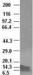 Anti-BMP4 antibody [6B7] used in Western Blot (WB). GTX84821