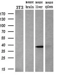 Anti-Livin antibody [1D12] used in Western Blot (WB). GTX84823