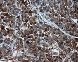 Anti-BHMT antibody [3E11] used in IHC (Paraffin sections) (IHC-P). GTX84828