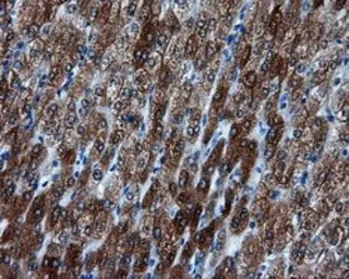 Anti-BHMT antibody [3E11] used in IHC (Paraffin sections) (IHC-P). GTX84828