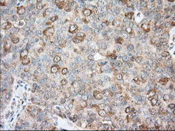 Anti-BCL10 antibody [4A8] used in IHC (Paraffin sections) (IHC-P). GTX84835