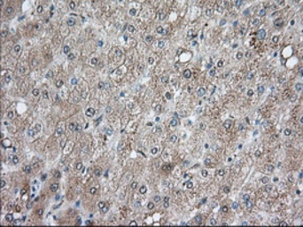 Anti-BCL10 antibody [4A8] used in IHC (Paraffin sections) (IHC-P). GTX84835