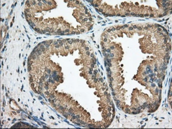 Anti-BCL10 antibody [4A8] used in IHC (Paraffin sections) (IHC-P). GTX84835