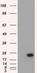 Anti-BCL10 antibody [4A8] used in Western Blot (WB). GTX84835