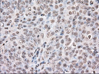 Anti-BAT1 antibody [2C5] used in IHC (Paraffin sections) (IHC-P). GTX84837