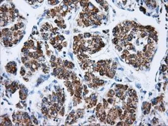 Anti-ATP5B antibody [5G2] used in IHC (Paraffin sections) (IHC-P). GTX84841