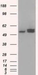 Anti-ATP5B antibody [5G2] used in Western Blot (WB). GTX84841