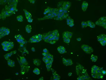 Anti-ATP5B antibody [7F4] used in Immunocytochemistry/ Immunofluorescence (ICC/IF). GTX84843