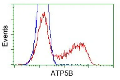 Anti-ATP5B antibody [7F4] used in Flow cytometry (FCM). GTX84843