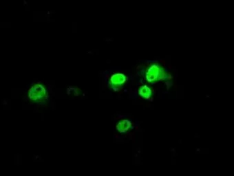 Anti-BMAL1 antibody [3G9] used in Immunocytochemistry/ Immunofluorescence (ICC/IF). GTX84851