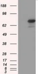 Anti-BMAL1 antibody [3G9] used in Western Blot (WB). GTX84851